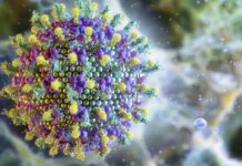 Ministério da Saúde diz que vírus Nipah não ameaça o Brasil ministerio-da-saude-diz-que-virus-nipah-nao-ameaca-o-brasil