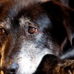 Justiça condena lojista a 5 anos de reclusão por maus-tratos a cães justica-condena-lojista-a-5-anos-de-reclusao-por-maus-tratos-a-caes