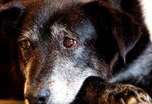 Justiça condena lojista a 5 anos de reclusão por maus-tratos a cães justica-condena-lojista-a-5-anos-de-reclusao-por-maus-tratos-a-caes