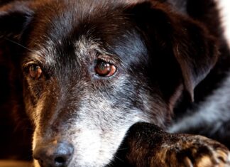 Justiça condena lojista a 5 anos de reclusão por maus-tratos a cães justica-condena-lojista-a-5-anos-de-reclusao-por-maus-tratos-a-caes